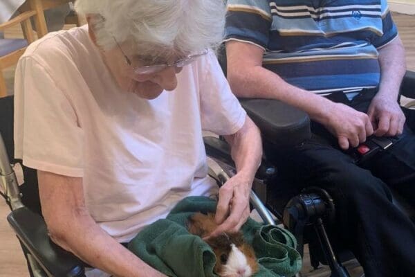 Female resident at Denham Manor Care Home sitting down whilst petting a Guinee pig resting on her lap