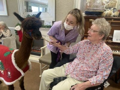 Ivy Court welcomes special guests – alpacas in Christmas jumpers!