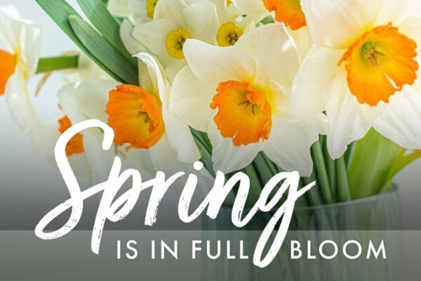 Reasons to stay at Aria Care Homes this spring