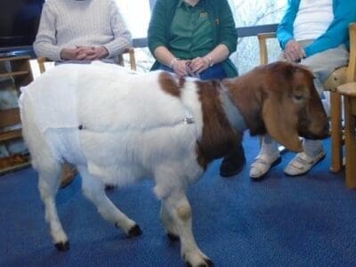 Claydon House Residents’ Delight at Pet Therapy Visits