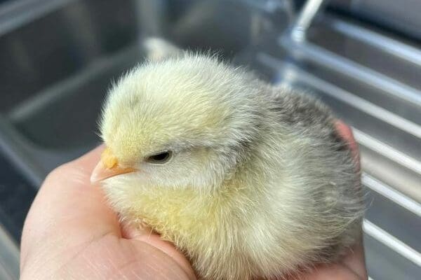 Kingsclear Welcome New Fluffy Residents!