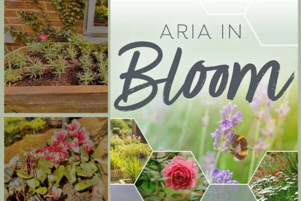 Sundridge Court enjoy Aria in Bloom