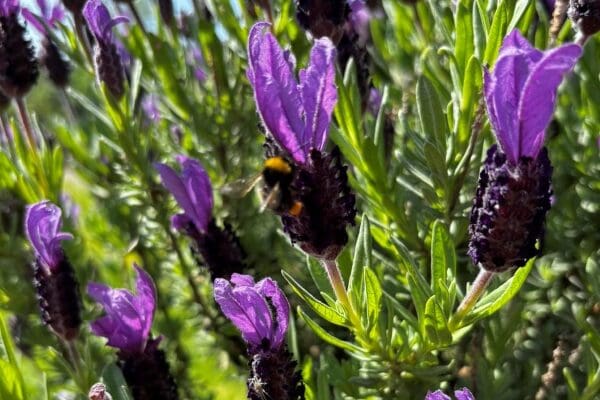 Garden delights at Denham Manor