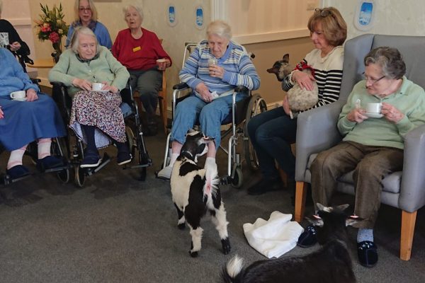 Chestnut View Care Home Welcome Ems Friendly Farm!