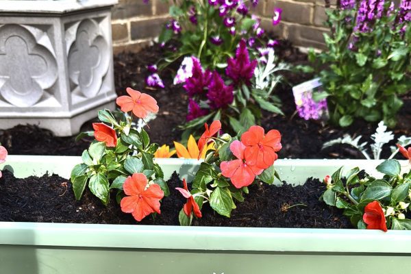 Sundridge Court Blossoms with Community Spirit in ‘Aria in Bloom’ Transformation