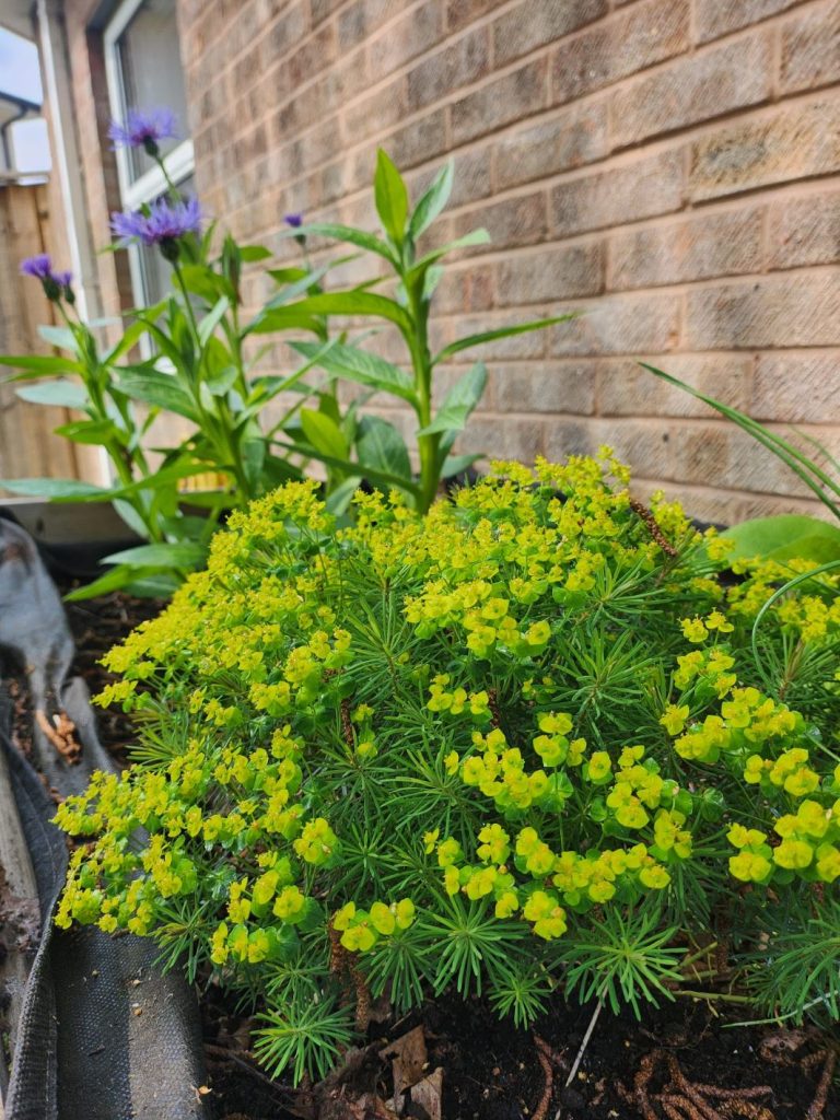 Holmwood flowers Aria in bloom
