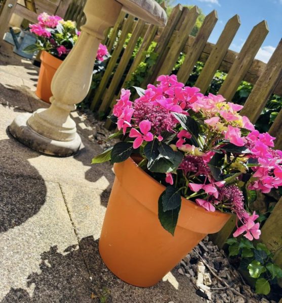 Mill House Aria in Bloom
