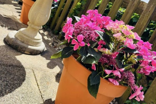 Aria in Bloom community collaborations at Mill House