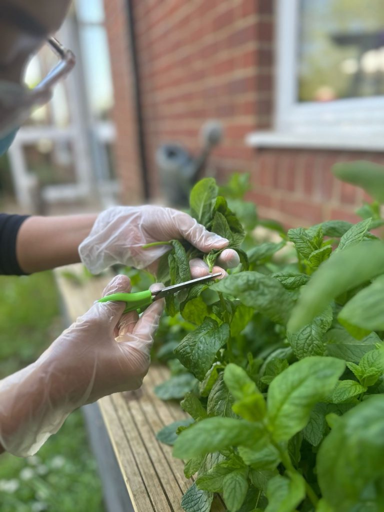Stowford House Aria in Bloom Herbs