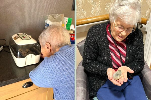 Kingsclear hatches chicks in special Springtime tradition
