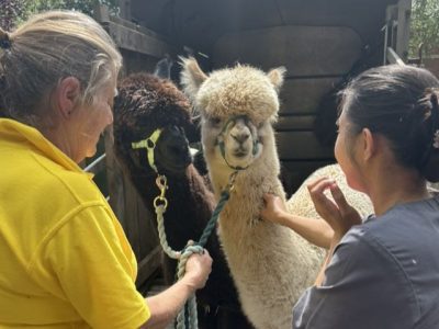 Alpaca Adventure visits Miranda House