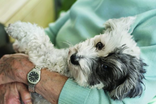 Dog Social Friday Café