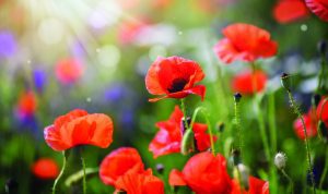 Afternoon Tea For Remembrance Day