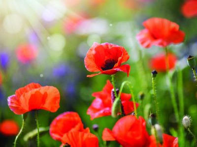 Afternoon Tea For Remembrance Day
