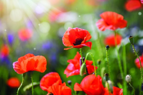 Remembrance Day Tea Party